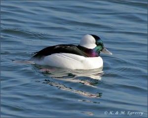 Bufflehead - male  (Karl Egressy)