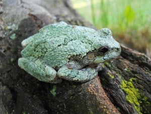 Gray Treefrog - Wkimedia 