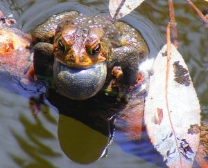 American Toad singing