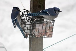 Blue Jays - by Gord Belyea