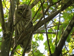 Barred Owl (Mike Faught)