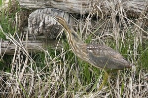 American Bittern - by Don Pettypiece