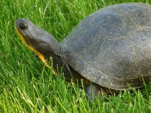 Blanding's Turtle -  Rick Stankiewicz 