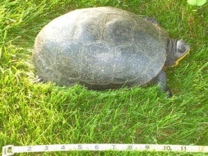 Blanding'sTurtle - Rick Stankiewicz 