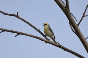 Brewster's Warbler (Brendan Boyd)