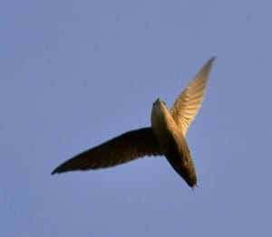 Chimney Swift (Wikimedia)