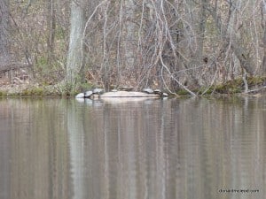 Common Map Turtles (Don McLeod)