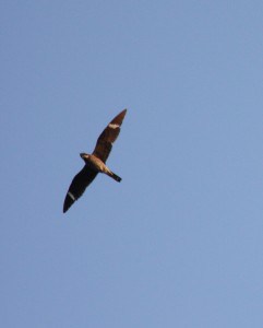 Common Nighthawk (Wikimedia)