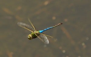 Common Green Darner