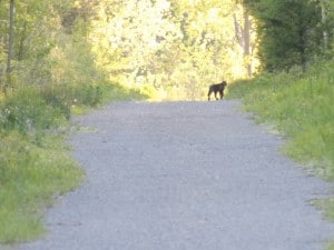 Possible cougar? (Luke Berg)