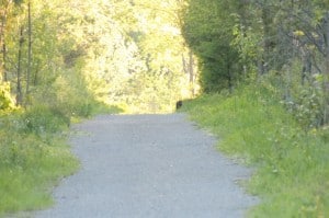 Cougar - Trans-Canada Trail (Luke Berg)