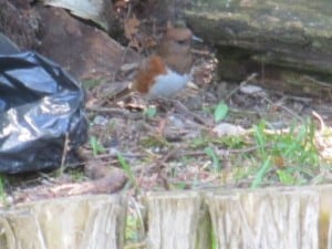 female Eastern Towhee (Tom Bell)