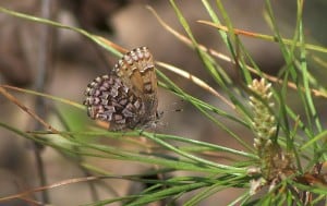 Eastern Pine Elfin 