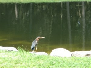 Green Heron (Drew Monkman)