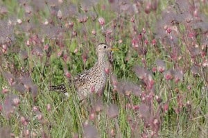 Upland Sandpiper by Greg Piasetzki