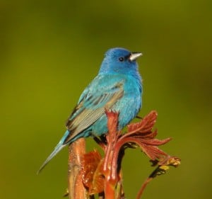 Indigo Bunting 