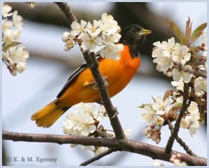 Baltimore Oriole by Karl Egressy 