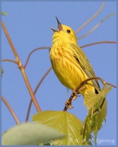 Yellow Warbler - by Karl Egressy 