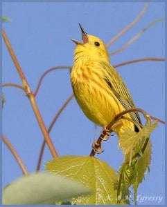 Yellow Warbler (Karl Egressy)