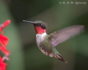 Ruby-throated Hummingbird by Karl Egressy 