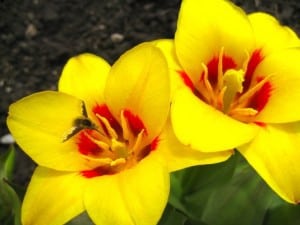 Large Bee-fly - by Margo Hughes 