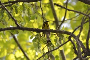 Magnolia Warbler (Brendan Boyd)