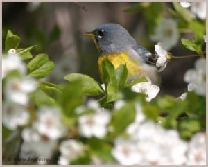 Northern Parula warbler (Karl Egressy)