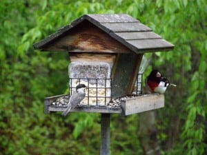 Rose-breasted Grosbeak at Monkman feeder - May 17, 2007