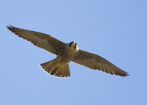Peregrine Falcon (Karl Egressy)