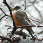 Leucistic American Robin (Alan Dextrase - April 12, 2013)