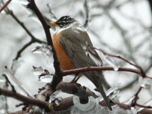 Leucistic American Robin (Alan Dextrase - April 12, 2013)