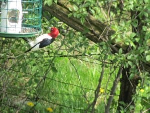 Red-headed Woodpecker (Gary Aitkens)