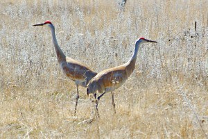 Sandhill Cranes - by Don Genge 