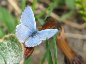 Spring Azure (male)