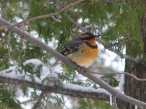 Varied Thrush (Tony Bigg)