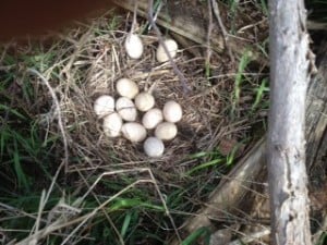 Wild Turkey nest (Marie Adamcryck - Bailieboro)