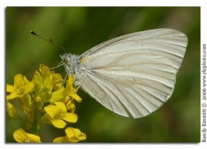 West Virginia White (Wikimedia)