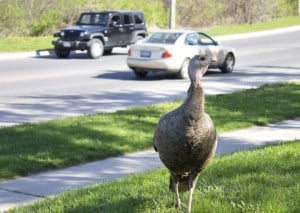 Wild Turkey on Armour Road (by Rick Kemp)