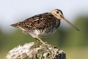 Wilson's Snipe- by Greg Piasetzki