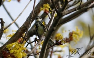 Yellow-rumped Warbler (male) - Jeff Keller 