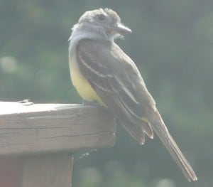 Great Crested Flycatcher (David Frank)