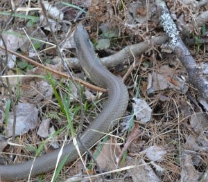 Eastern Hog-nosed Snake at Petroglyph P.P. (Andrew Lipscombe - April 2012)