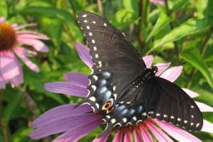 Black Swallowtail (Lowell Lunden)