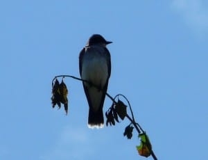 Eastern Kingbird (by David Frank, Cavan)