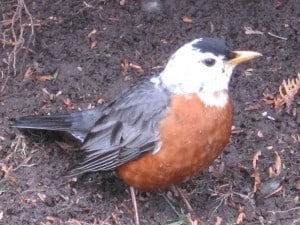 leucistic American Robin (Peter Clark)