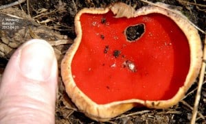 Scarlet-cup fungus (Jennie Versteeg) Photo from April 21, 2013