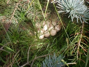 Turkey eggs (David Frank, Cavan)