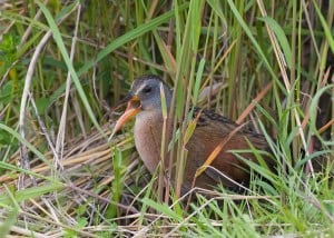 Virginia Rail - by Karl Egressy