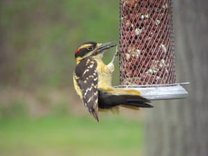 yellow Hairy Woodpecker (Doug Coggan)