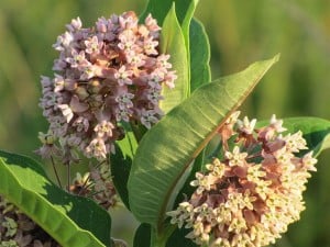 Common Milkweed